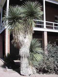 Yucca elata 